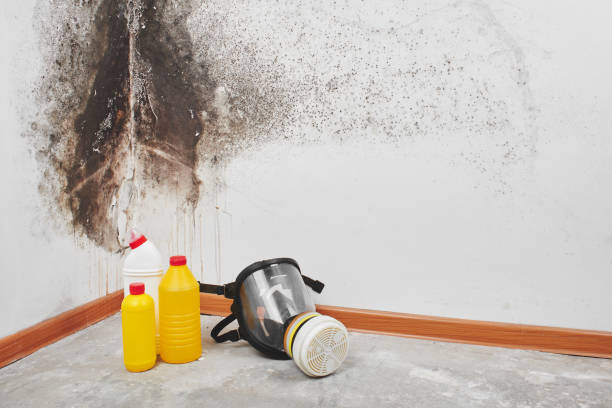 Best Attic Mold Removal  in Country Club Estates, GA