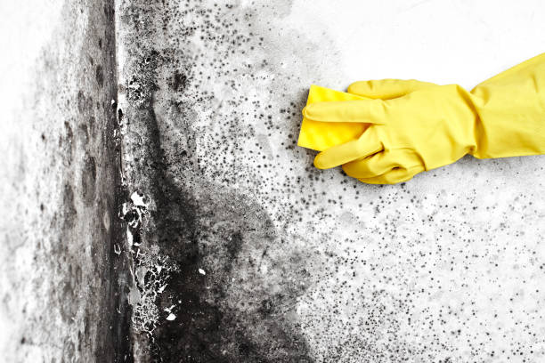 Best Crawl Space Mold Removal  in Country Club Estates, GA